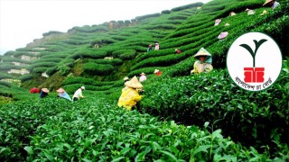 বাংলাদেশ চা বোর্ডে একাধিক পদে চাকরির সুযোগ