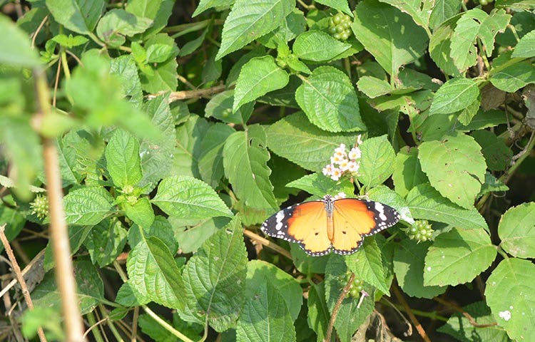 তামট প্রজাপতি