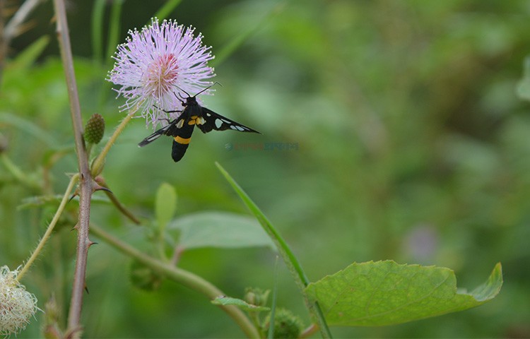 লজ্জাবতী ও মথ