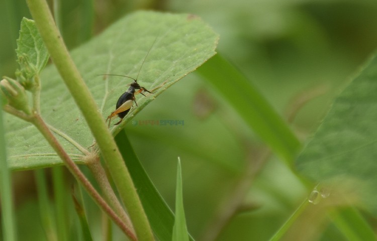 লাল মাথার ঝিঁঝিঁ পোকা