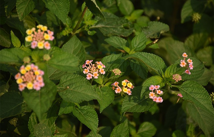 বনফুল