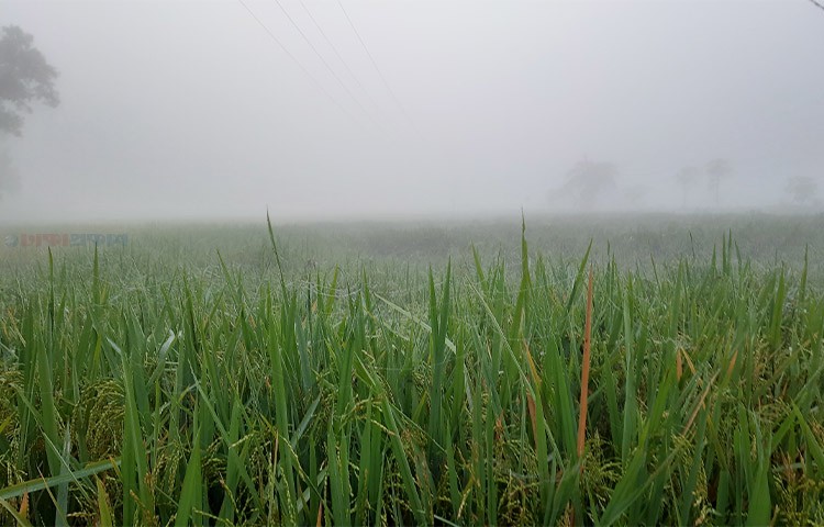 প্রকৃতির প্রতিবিম্ব ও শিশির বিন্দু