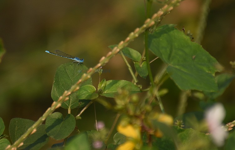 নীল ফড়িং