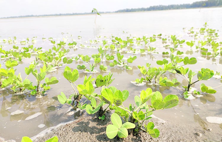 পানিতে ভাসছে কৃষকের স্বপ্ন!