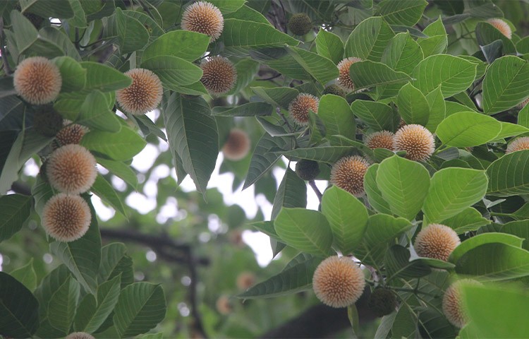 হেমন্তে বর্ষার কদম!