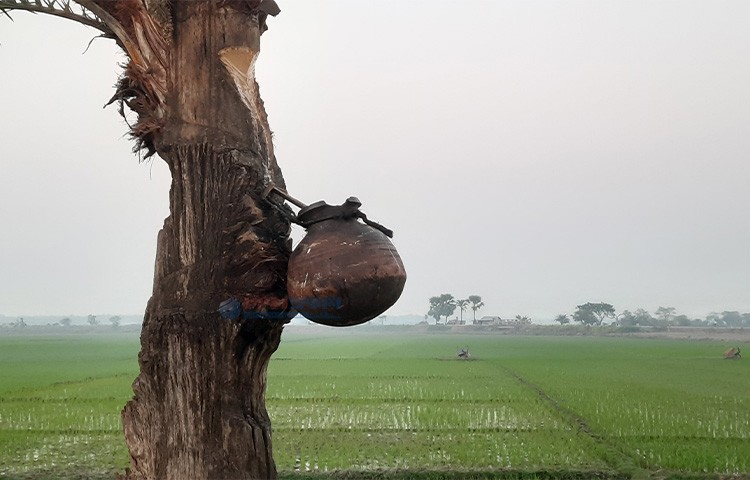 মৌসুমের শেষ রস আহরণ