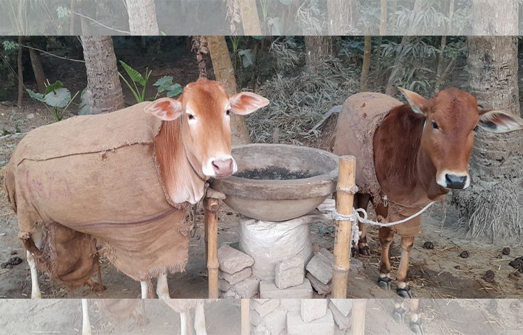 মাগুরায় শৈত্যপ্রবাহ, বিপাকে নিম্ন আয়ের মানুষ