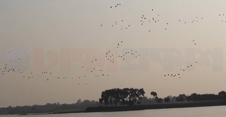 অতিথি পাখির কলরবে মুখরিত নওগাঁর জবাই বিল