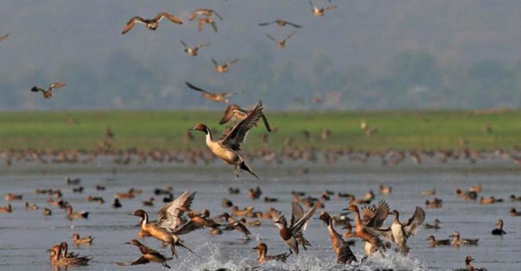 বাংলাদেশে অতিথি পাখির আগমন