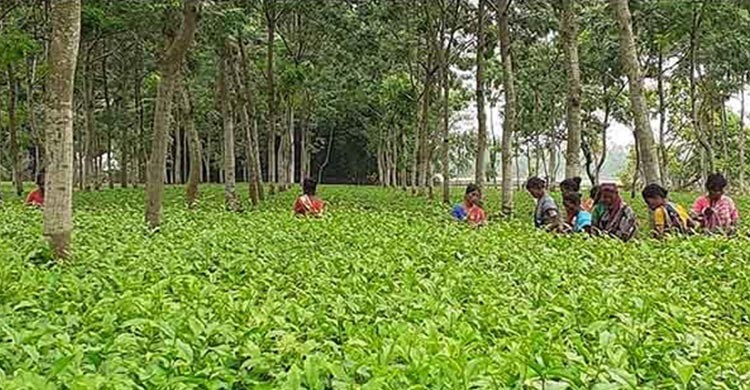 দৈনিক মজুরি ১৭০ টাকা মেনে নিয়ে কাজে ফিরলেন চা-শ্রমিকরা