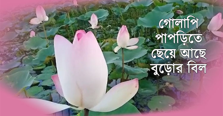 বুড়োর বিলে ডানা মেলেছে পদ্মফুল