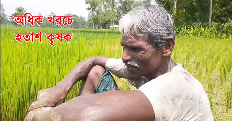 অতিরিক্ত খরচে আমন চাষিদের মাথায় হাত