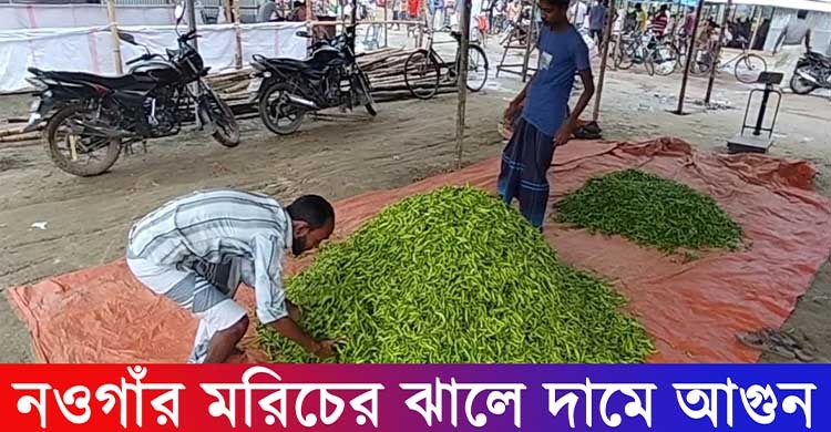 কাঁচা মরিচের দামে খুশি চাষিরা, অখুশি ক্রেতারা