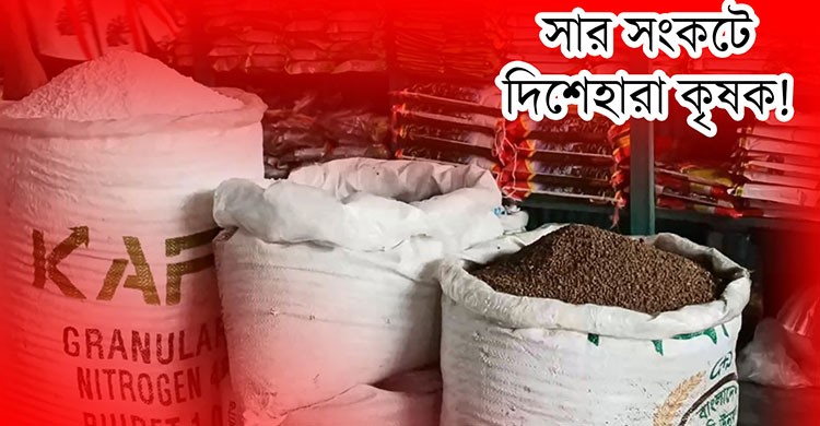 পঞ্চগড়ে সারের হাহাকার, বিপাকে চাষীরা