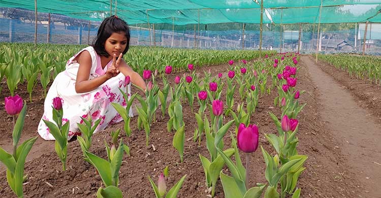 বাংলাদেশে বাণিজ্যিকভাবে টিউলিপের চাষ