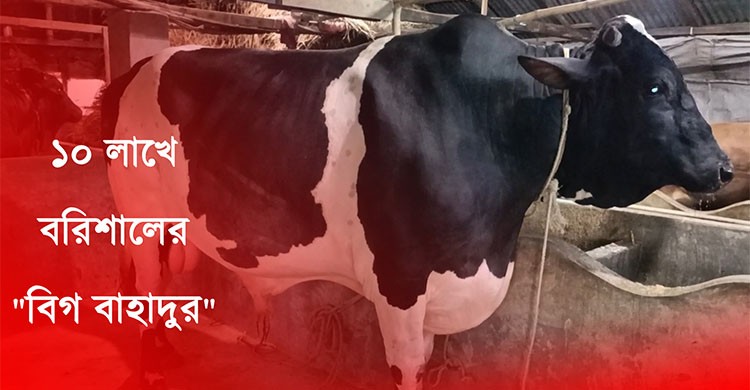 বরিশাল কাঁপাচ্ছে ৩২ মণের বিগ বাহাদুর