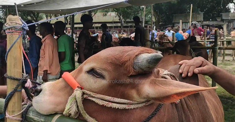 টাঙ্গাইলের ভূঞাপুর নিকারাইল গরুর হাট থেকে সরাসরি