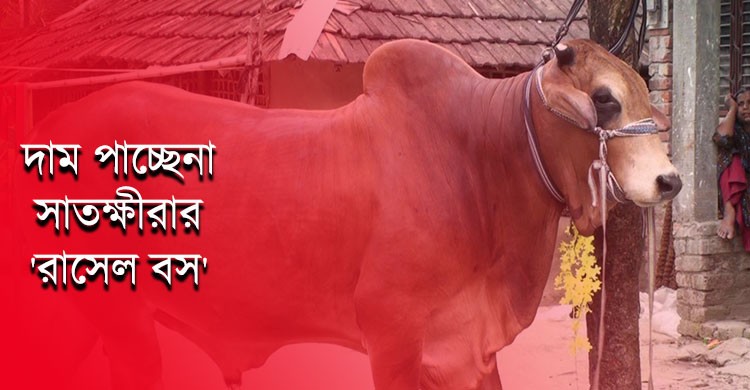 সাতক্ষীরার রাসেল বস কে দাম দিচ্ছেনা কেউ!