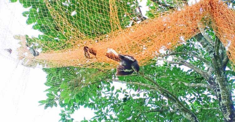 বুলবুলিতে ফলন খেলে দিতে হয় প্রাণ