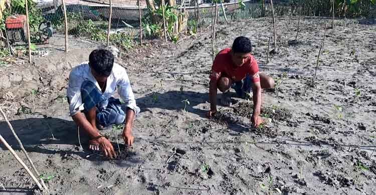 শীতের সবজি চাষে ব্যস্ত সময় পার করছেন ভোলার চাষিরা