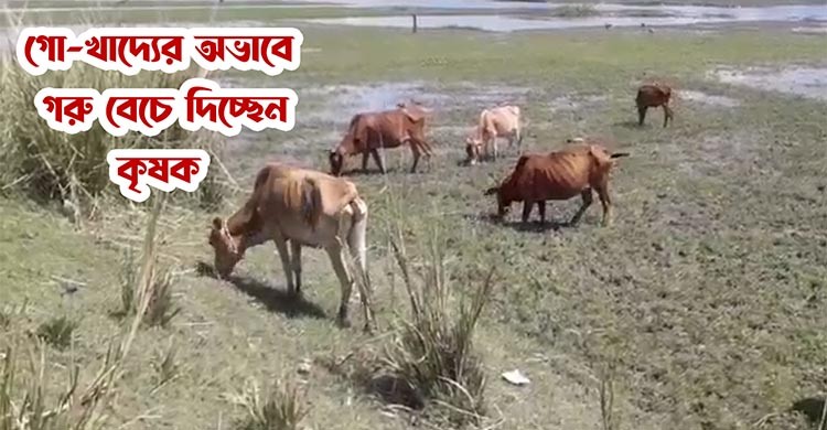 সুনামগঞ্জে গো-খাদ্যের তীব্র সংকট, বিপাকে হাওরপাড়ের কৃষকরা