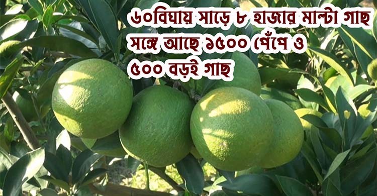 দেশের সর্ববৃহৎ মাল্টা বাগান পঞ্চগড়ে