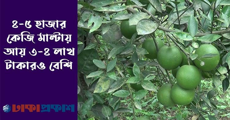 তন্ময়ের সাফল্যে মাল্টা চাষে ঝুঁকছেন শিবগঞ্জের উদ্যোক্তারা