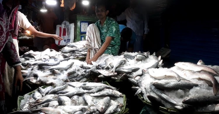 সাতক্ষীরায় ভরা মৌসুমেও নাগালের বাইরে ইলিশ