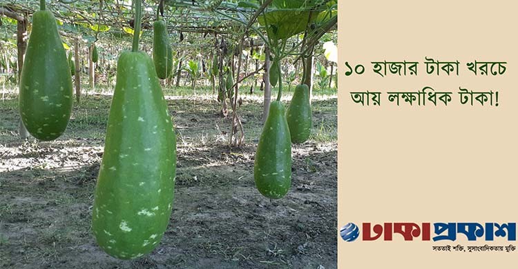 কুড়িগ্রামে লাউয়ের বাম্পার ফলন, দামে খুশি চাষিরা