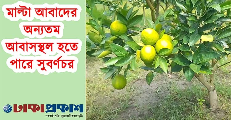 সুবর্ণচরে বাণিজ্যিক মাল্টার প্রথম ফলনে উচ্ছ্বসিত কৃষক