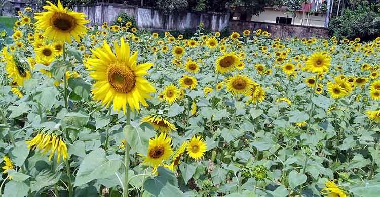 গাজীপুরে সূর্যমুখীর বাম্পার ফলনে কৃষকের মুখে হাসি