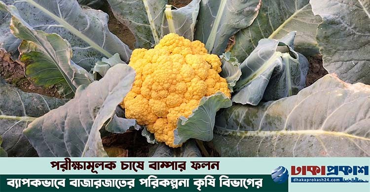 রঙিন ফুলকপি চাষে ঝুঁকছেন টাঙ্গাইলের চাষিরা