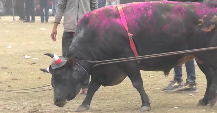 নড়াইলের ঐতিহ্যবাহী ষাঁড়ের লড়াই