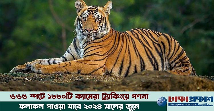 ৩৬ কোটি টাকা ব্যয়ে সুন্দরবনে বাঘ শুমারি শুরু