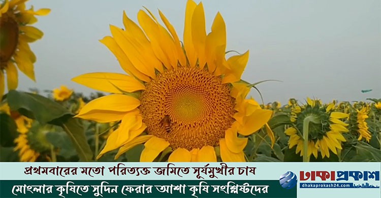 এবার মোংলার লবণাক্ত মাটিতে সূর্যমুখীর বাম্পার ফলন