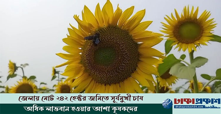 হাইব্রিড সুর্যমুখী চাষে আগ্রহ বাড়ছে টাঙ্গাইলের কৃষকদের