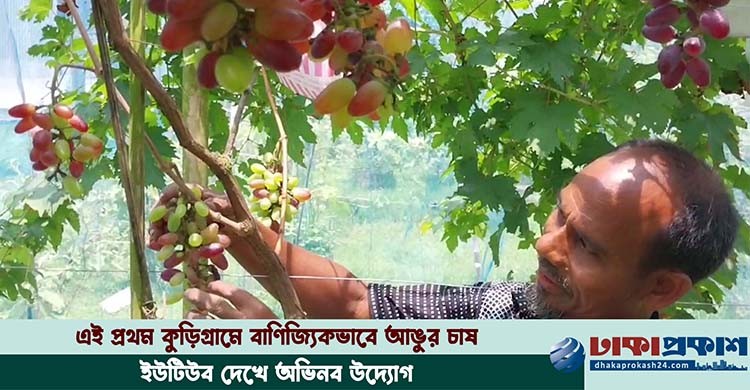 উত্তরের মাটিতে বিদেশি আঙুরের অকল্পনীয় ফলন