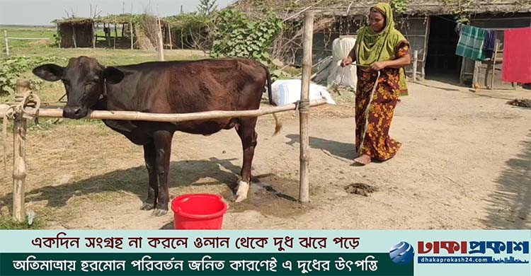 ভূঞাপুরে প্রতিদিন ৩ লিটার দুধ দিচ্ছে ১০ মাসের বাছুর