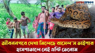 চুয়াডাঙ্গার জীবননগরে বিষধর রাসেল’স ভাইপারের দেখা মিলেছে