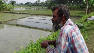 জাওয়াদের বৃষ্টিতে ডুবে গেছে বোরো’র বীজতলা, দুশ্চিন্তায় কৃষক