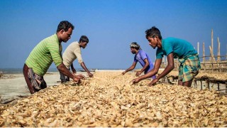 এবার শুঁটকি নিয়ে গবেষণায় সিকৃবি