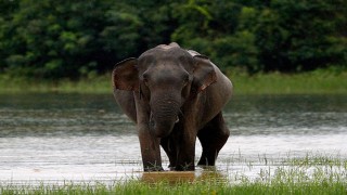 GD filed against wild elephants in Chattogram