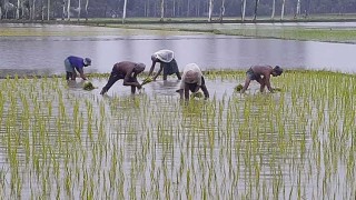 কুড়িগ্রামে বৃষ্টি, আমন চাষে কৃষকদের স্বস্তি