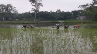 সার-ডিজেলের মূল্যবৃদ্ধি: উৎপাদন খরচ নিয়ে শঙ্কায় নীলফামারীর কৃষকরা