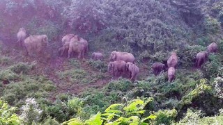 লোকালয়ে হাতির পাল, আতঙ্কে ১০ গ্রামের মানুষ