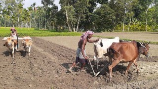 আধুনিক যন্ত্রের আধিপত্যে বিলুপ্তির পথে গরুর হাল চাষ