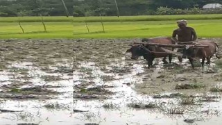 হারিয়ে যাচ্ছে গরু দিয়ে হালচাষ