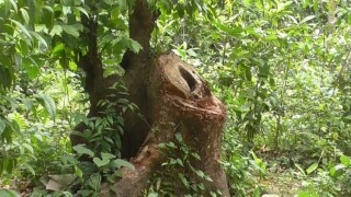 নেত্রকোনায় কমছে বনভূমি, ঝুঁকির মুখে পরিবেশ