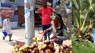 কুষ্টিয়ায় তালশাঁসের চাহিদা বাড়লেও কমছে তালগাছ