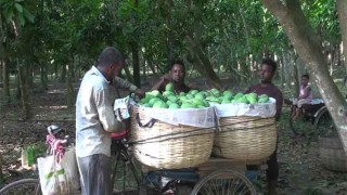 ঝড়ের শঙ্কায় সময়ের আগেই আম পাড়ছেন সাতক্ষীরার চাষিরা